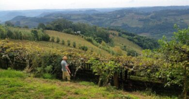 ‘Pacto da Uva’ faz trabalho formal na vinicultura da Serra Gaúcha crescer 300%