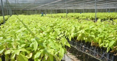 Bioeconomia em áreas degradadas cria produção sustentável no Pará