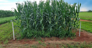 Gazeta Rural: Uso de capins como braquiária aumenta produtividade da soja e melhora saúde do solo