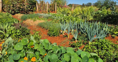 Gazeta Rural: Embrapa lança primeiras cultivares de hortaliças não convencionais Gazeta Rural: Embrapa lança primeiras cultivares de hortaliças não convencionais