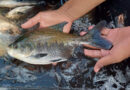 Gazeta Rural: Protocolo identifica risco de contaminação entre viveiros de peixes de uma mesma bacia hidrográfica