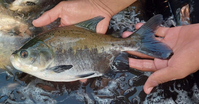 Gazeta Rural: Protocolo identifica risco de contaminação entre viveiros de peixes de uma mesma bacia hidrográfica Gazeta Rural: Protocolo identifica risco de contaminação entre viveiros de peixes de uma mesma bacia hidrográfica