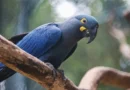 Lista de fauna ameaçada tem 180 animais incluídos e 150 retirados Lista de fauna ameaçada tem 180 animais incluídos e 150 retirados
