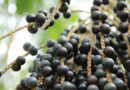 Gazeta Rural: Pesquisadores da Amazônia sequenciam o genoma do açaí pela primeira vez