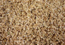 Gazeta Rural: Pesquisa demonstra que arroz germinado é mais nutritivo