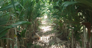 Gazeta Rural: Fungo benéfico mostra eficiência no combate à principal doença da pupunheira Gazeta Rural: Fungo benéfico mostra eficiência no combate à principal doença da pupunheira