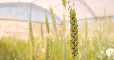 Gazeta Rural: Nova tecnologia de sequenciamento genético amplia pesquisas em trigo