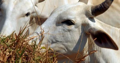 Carne brasileira passa a pagar tarifa de 67% para entrar na China