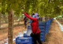 Exploração de trabalhadores rurais sustenta fruticultura bilionária Exploração de trabalhadores rurais sustenta fruticultura bilionária